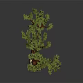 Bonsai Plant With Green Leaves And Brown Trunk In Gray Pot With Small Stones