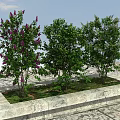 Three Flowering Trees with Purple White Blooms in Stone Planter Under Blue Sky