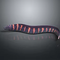 Dark Colored Moray Eel With Orange Red Stripes And Slender Curved Body