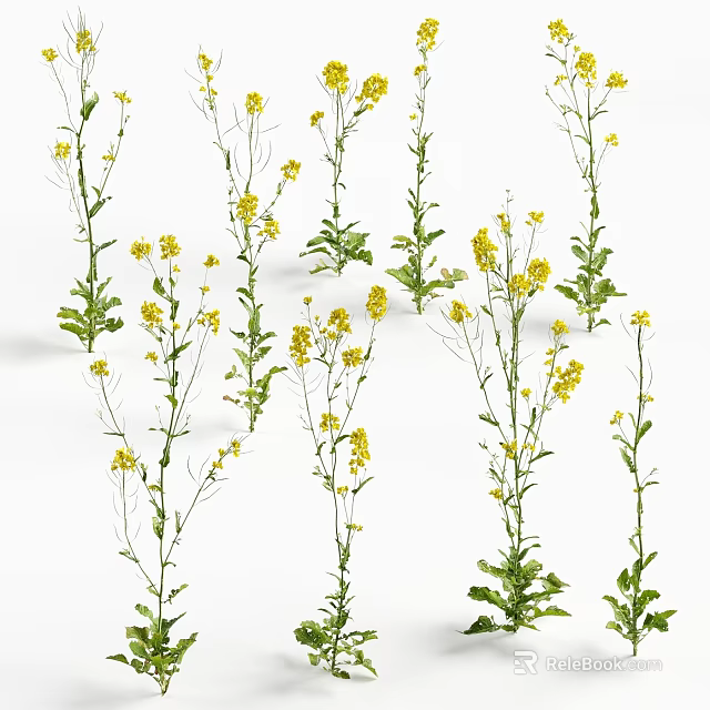Yellow Flowering Plants With Green Stems And Small Blooms In Natural Garden Setting 3d model 