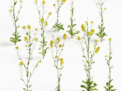 Yellow Flowering Plants With Green Stems And Small Blooms In Natural Garden Setting 3d model