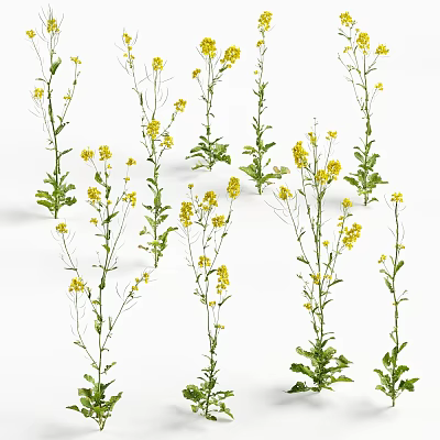 Flowers Flowers Flowers Flowers Small Flowers Plants Green Plants 3d model