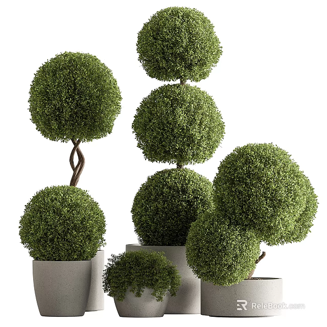 Ornamental Bonsai Plants with Spherical Lush Green Foliage in White Ceramic Pots 3d model 