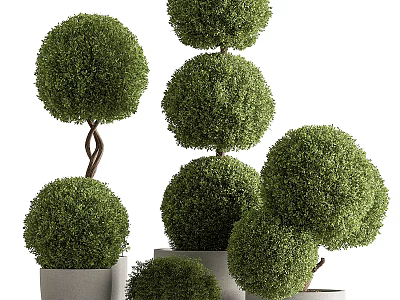 Ornamental Bonsai Plants with Spherical Lush Green Foliage in White Ceramic Pots 3d model