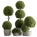 Ornamental Bonsai Plants with Spherical Lush Green Foliage in White Ceramic Pots