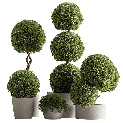 Ornamental Bonsai Plants with Spherical Lush Green Foliage in White Ceramic Pots 3d model