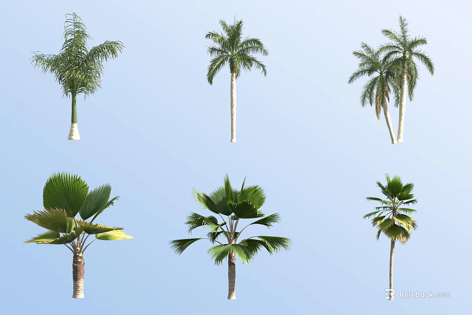 Beautiful Palm Shrub Varieties for Outdoor Garden Landscape Design 3d model 
