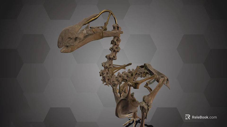 Educational Medical Equipment Skeletal Model Display on Grey Hexagon Background 3d model 