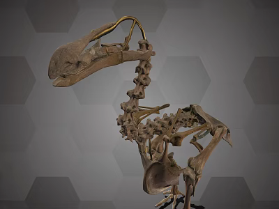 Educational Medical Equipment Skeletal Model Display on Grey Hexagon Background 3d model