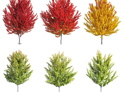 Vibrant Deciduous Arbor Trees With Red Yellow Green Foliage In Landscape 3d model