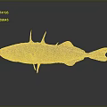 Greenish Brown Fish With Spines On Back And Shiny Scales On Dark Surface