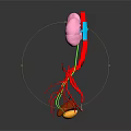 Anatomical 3D Model of Human Kidneys With Blood Vessels and Adrenal Gland