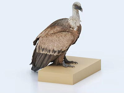 Brown Feathered Vulture Standing On Beige Cubic Base With Light Blue Background 3d model