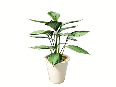 Bonsai Potted Plant With Large Green Leaves In White Ceramic Pot For Indoor Decor 3d model