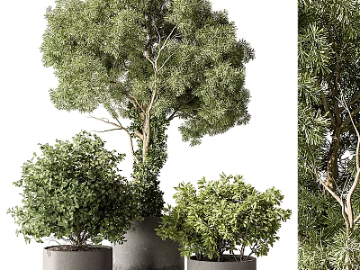 Lush Green Bonsai Potted Plants In Grey Pots With Dense Foliage For Home Decor 3d model