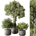 Lush Green Bonsai Potted Plants In Grey Pots With Dense Foliage For Home Decor