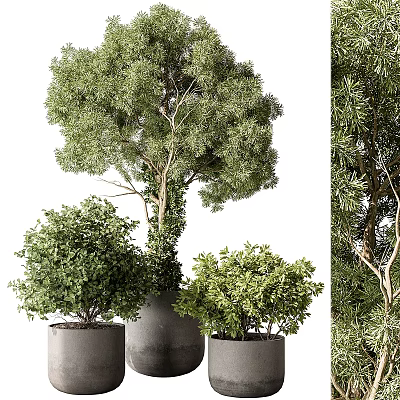 Lush Green Bonsai Potted Plants In Grey Pots With Dense Foliage For Home Decor 3d model