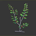 Stylish Decorative Branch With Green Leaves Red Berries And White Stem
