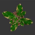 Potted Houseplant With Variegated Green Leaves And Yellow Edges In Terracotta Pot On Dark Background