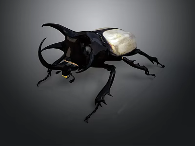 Black and White Horned Beetle With Large Curved Horns On Gray Background 3d model