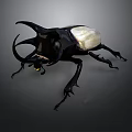Black and White Horned Beetle With Large Curved Horns On Gray Background