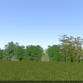 Park Landscape With Vast Green Grass And Row Of Trees Under Blue Sky
