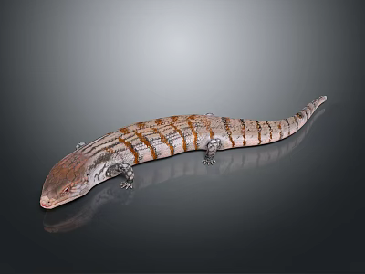 Brown And White Striped Lizard With Long Tail On Dark Background 3d model