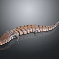 Brown And White Striped Lizard With Long Tail On Dark Background