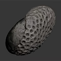Spherical Sea Urchin With Porous Surface And Detailed Texture On Gray Background