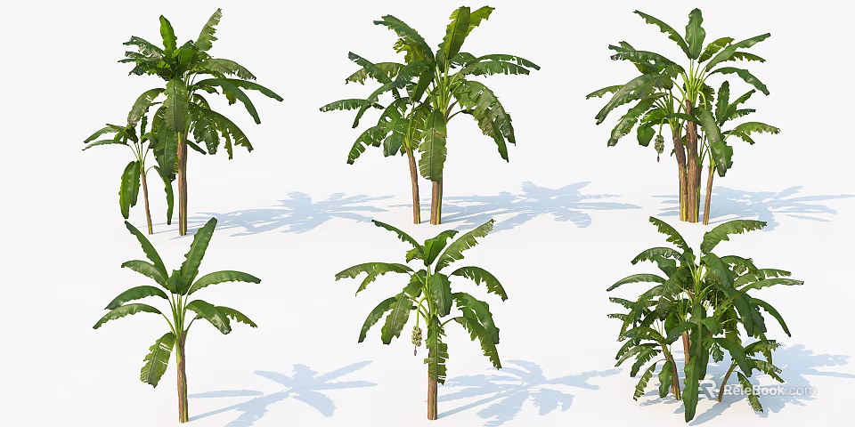 Multiple Banana Trees with Large Green Leaves and Brown Trunks on White Background with Shadows 3d model 