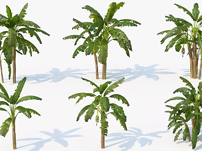 Multiple Banana Trees with Large Green Leaves and Brown Trunks on White Background with Shadows 3d model