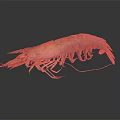 Brown and Orange Shrimp With Detailed Body Long Antennae And Delicate Legs On Smooth Surface