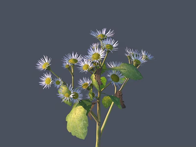 Blooming White Small Flowers with Yellow Centers and Green Leaves on Stem 3d model