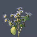 Blooming White Small Flowers with Yellow Centers and Green Leaves on Stem