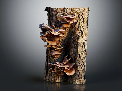 Organic Fresh Vegetable Mushrooms Growing On Natural Tree Trunk Surface 3d model