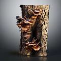 Organic Fresh Vegetable Mushrooms Growing On Natural Tree Trunk Surface