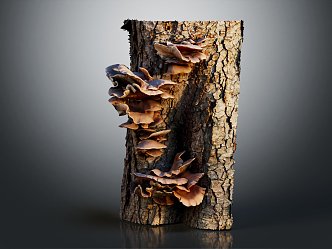 Modern Pleurotus ostreatus Oyster Mushroom Oyster Mushroom Oil Mushroom 3d model