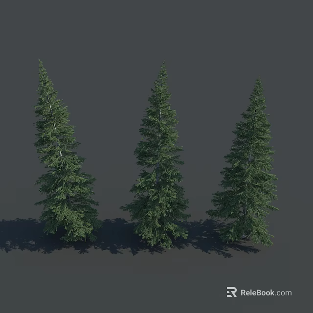 Three Tall Evergreen Coniferous Trees With Lush Green Branches And Foliage 3d model 