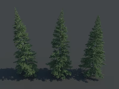 Three Tall Evergreen Coniferous Trees With Lush Green Branches And Foliage 3d model