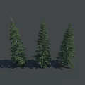 Three Tall Evergreen Coniferous Trees With Lush Green Branches And Foliage