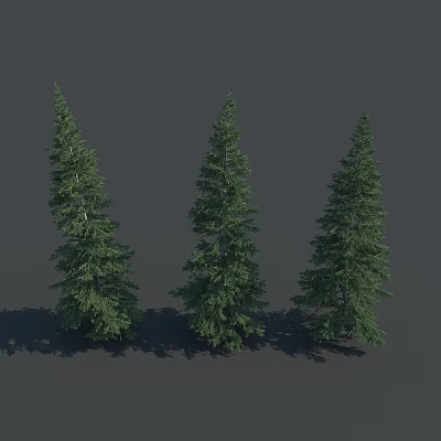 Three Tall Evergreen Coniferous Trees With Lush Green Branches And Foliage 3d model