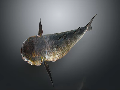 Dark Colored Shiny Fish With Metallic Body And Streamlined Swimming Posture 3d model