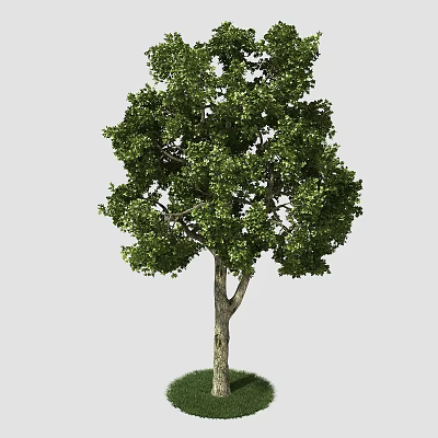 Lush Green Arbor With Dense Foliage And Sturdy Trunk On Green Grass 3d model
