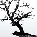 Leafless Tree With Twisted Trunk And Intricate Branches In Monochrome Illustration 3d model