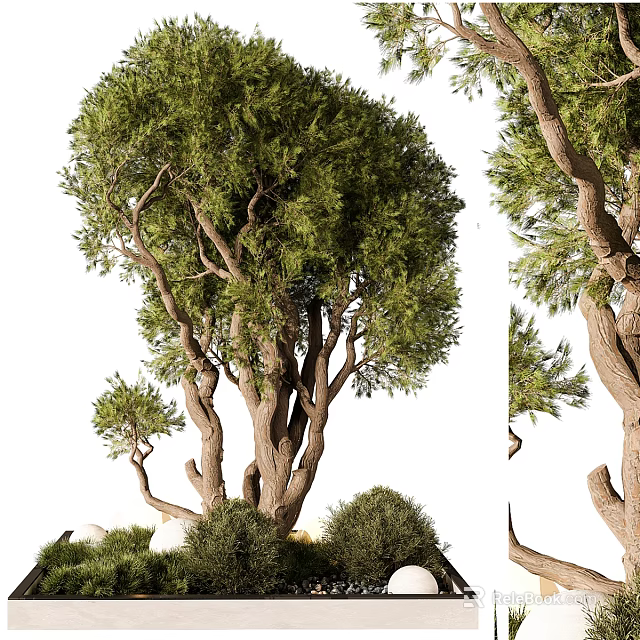 Lush Arbor With Multiple Trunks Green Foliage And Surrounding Shrubs 3d model 