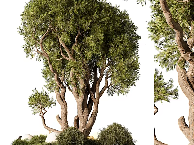 Lush Arbor With Multiple Trunks Green Foliage And Surrounding Shrubs 3d model