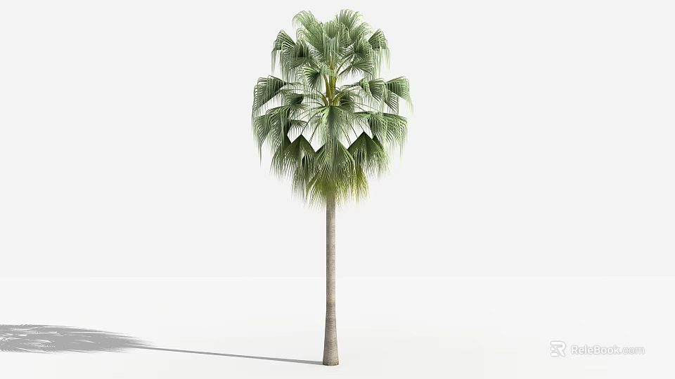 Palm Tree With Green Fan Leaves And Straight Trunk In White Background 3d model 