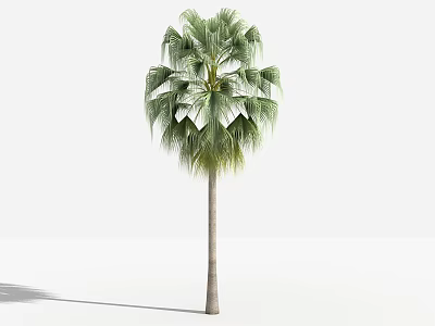 Palm Tree With Green Fan Leaves And Straight Trunk In White Background 3d model