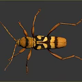 Orange and Black Spotted Beetle With Long Antennae and Legs on Dark Background