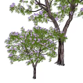 Vibrant Arbor with Purple Blossoms Lush Green Foliage and Strong Trunk